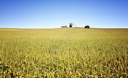 小麦田地貌农业乡村生长小麦农村国家废墟农场场地谷物图片