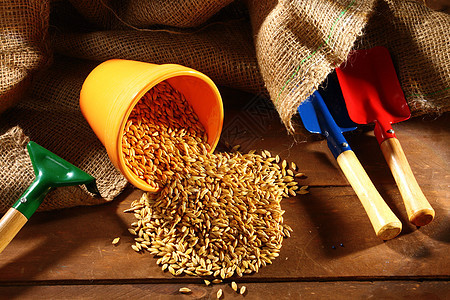 小麦种子农场农业食物大麦粮食面包谷物黄色植物麻布图片