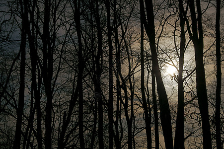 阳光光透过森林图片