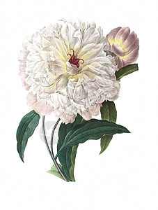 古花的古董插图异国花园情调叶子植物野花墙纸花束玫瑰季节图片