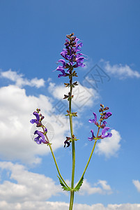 Meadow 草原萨利维亚肉食动物草本草本植物疗法天空紫色树叶叶子植物花朵智者图片