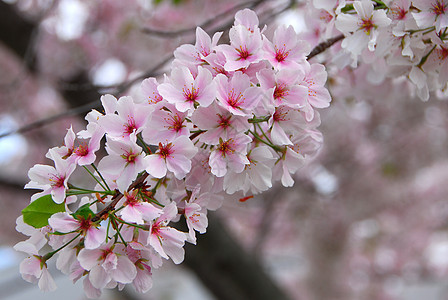樱花花公园季节性粉色白色植物蓝色花园图片