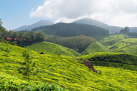 茶叶种植园场地天空叶子树叶风景山脉茶园城市植物生育力图片