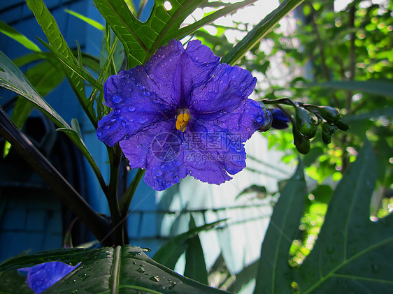 袋鼠苹果花图片