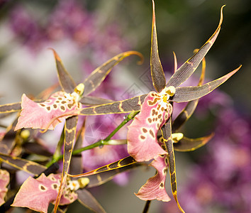 Keukenhof公园的兰花异国花梗植物花朵紫色情调被片花瓣脆弱性花园图片