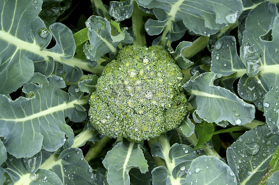 花椰菜诀窍博物馆树叶食物栽培绿色蔬菜宝石图片