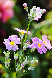 粉红花背景雌蕊微距叶子花瓣宏观雨季细度项圈刀刃植物图片