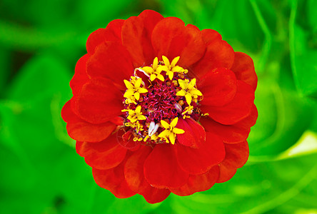 红锌季节性花瓣黄色花园植物学植物植物群宏观红色生长高清图片