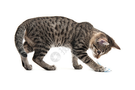 小猫咪条纹灰色哺乳动物小猫毛皮宠物猫科动物图片