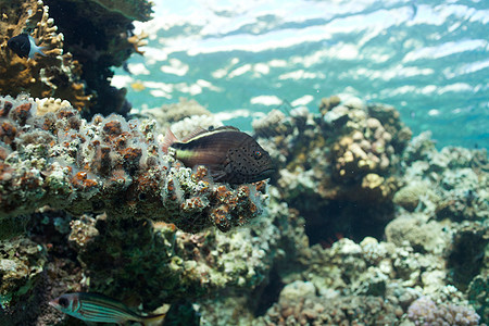 海中的鱼类和珊瑚团体阳光蓝色菜花浮潜潜水旅行勘探雌蕊异国图片