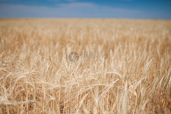 小麦田耳朵季节墙纸草地玉米国家场景场地生长尖刺图片