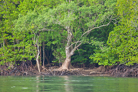 红树林叶子植被蓝色热带丛林公园沼泽生活红树旅行图片