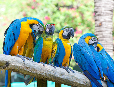 彩色金刚鹦鹉黄色鸟类宠物情调荒野鹦鹉异国羽毛绿色动物群图片