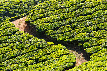 茶叶种植园风景茶园生长场景场地植物叶子农业农场树叶图片