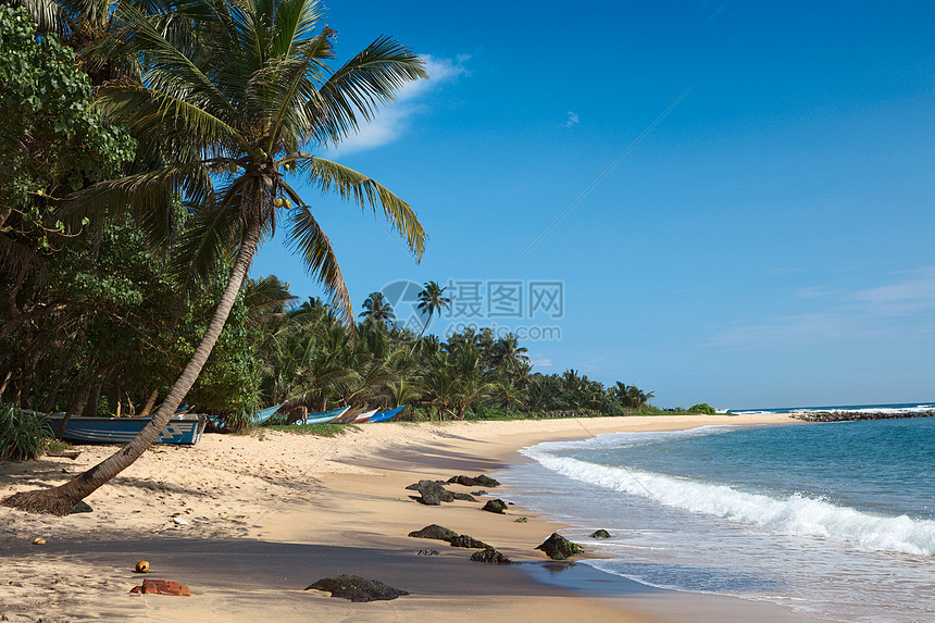 依德利海滩 斯里兰卡运输热带椰子娱乐晴天假期丛林蓝色棕榈图片