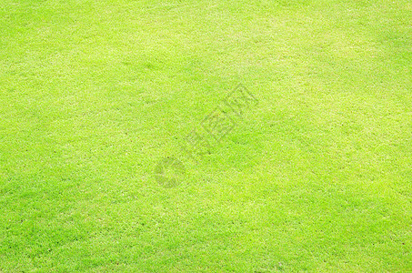 绿绿草草皮场地植物纹理草地投标院子绿化绿色植物生长图片