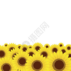 夏季草原 向日向日葵背景设计乐趣植物艺术天空插图向日葵卡通片植物学场地金子图片