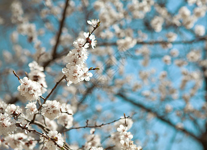 春季背景背景花朵投标植物学季节植物叶子蓝色天空花园花瓣图片