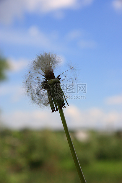 蓝色天空背景上的美丽花朵雏菊生长羽毛叶子生育力萼片休息脆弱性运气花粉图片