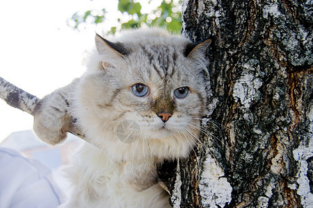 可怕的猫在树的树枝上图片