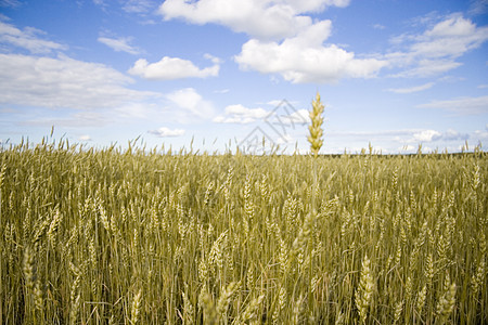 小麦田金蓝蓝天空蓝色天空粮食培育收成农场核心场地小麦阳光图片