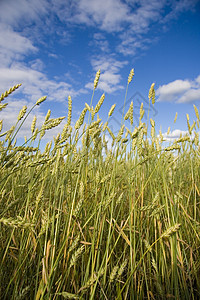 小麦田金蓝蓝天空种子植物国家天空场地阳光蓝色小麦稻草培育图片