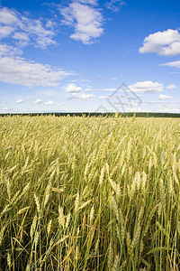 小麦田金蓝蓝天空季节小麦阳光面包蓝色植物金子天空培育核心图片