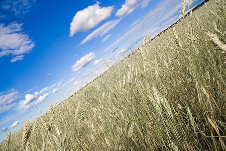 小麦田金蓝蓝天空农场国家太阳天空植物场地蓝色阳光粮食农业图片