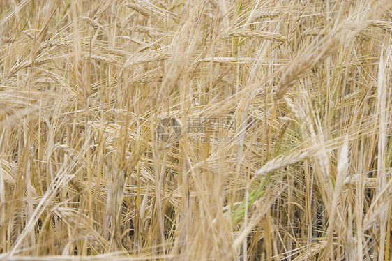 小麦金耳朵土地植被季节国家场景生长玉米蓝色种子图片