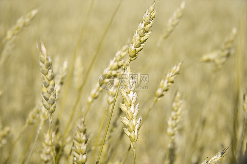小麦金耳朵粒子季节土地生长核心植被植物农村粮食玉米图片
