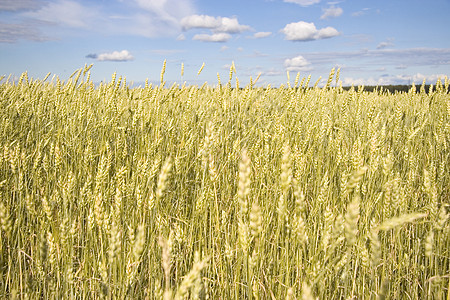 小麦田金蓝蓝天空阳光小麦农场生长季节农业蓝色耳朵太阳国家图片