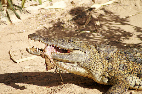 食用鳄鱼危险两栖生物力量野生动物捕食者动物园侵略隐藏皮革图片