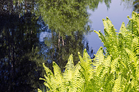 春天在湖岸边生长的树木和ferns图片