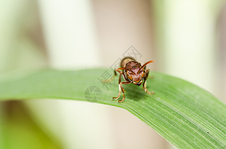 绿色自然或花园中的黄蜂宏宏观夹克昆虫黄色黑色翅膀害虫蜜蜂金子条纹图片
