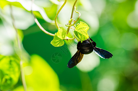 大自然中的木蜂宏观翅膀花蜜花园漏洞木匠昆虫青虫花粉黑色害虫图片