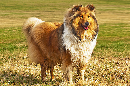 湿羊犬图片