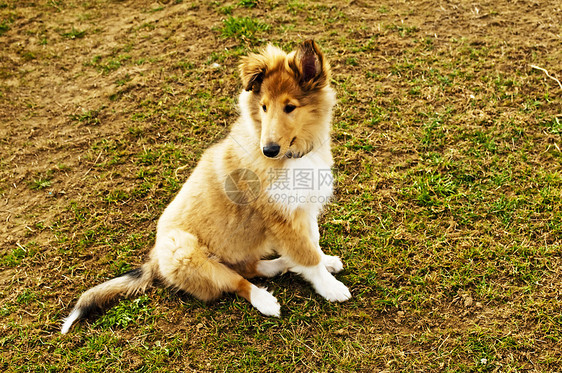 c 干头发犬类场地牧羊犬哺乳动物恋人棕色毛皮长发红色图片