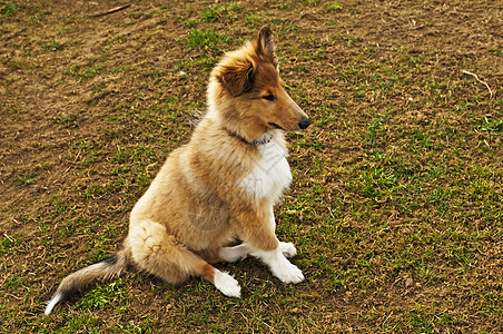 c 干场地头发长发哺乳动物宠物恋人牧羊犬毛皮动物犬类图片