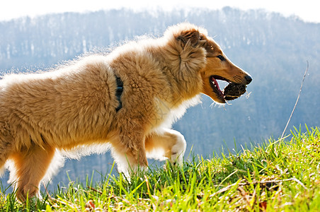 c 干场地犬类长发棕色头发红色牧羊人动物宠物恋人图片