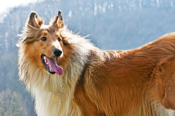 美籍纯种山羊动物牧羊人犬类红色哺乳动物毛皮宠物恋人棕色头发图片