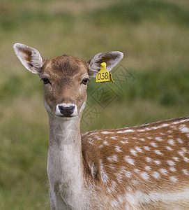 美丽的年轻小母鹿图片