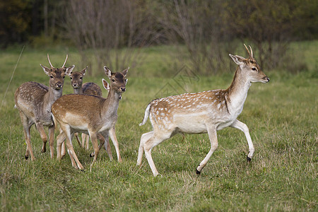 年轻的鹿群在草地上奔跑图片