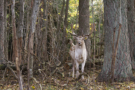 森林中美丽的鹿牛角喇叭草地森林驯鹿男性野生动物树木荒野毛皮图片