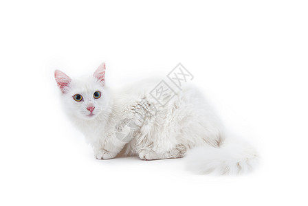 猫眼睛白猫小猫哺乳动物白色动物宠物头发毛皮爪子眼睛背景
