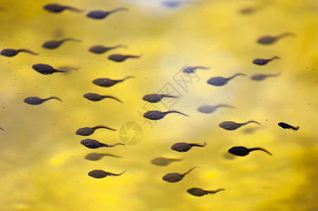 悲剧生物学池塘水生动物艺术生物旱獭蟾蜍幼虫青蛙水池图片