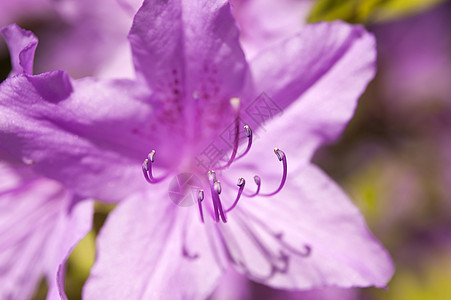 杜鹃植物学植物花药花瓣粉色花园宏观玫瑰植物群鲜花图片