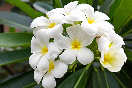 兰朵花温泉槐树叶子花朵鸡蛋花植物情调异国花瓣热带图片