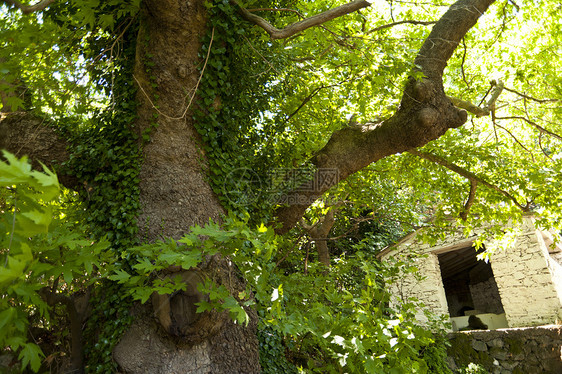 Samos 上的旧树叶子森林丛林植物绿色废墟建筑物树木杂草木头图片