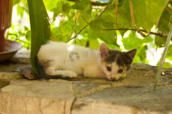捉拿Samos的猫小猫植物花盆午休花朵小动物小憩旅行动物宠物图片