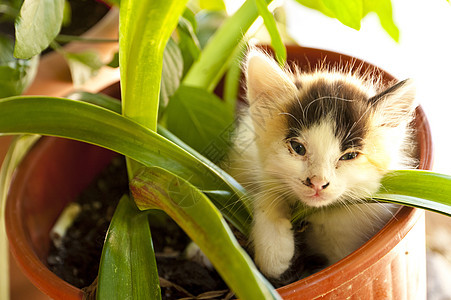 捉拿Samos的猫小动物花朵小猫宠物午休旅行动物小憩植物花盆图片